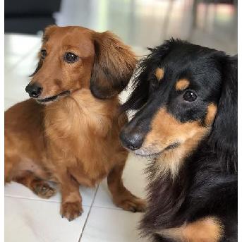 Milo & Didi Image